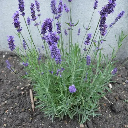 Babamuzeum Holiday home