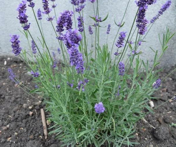 Babamuzeum Ferienhaus